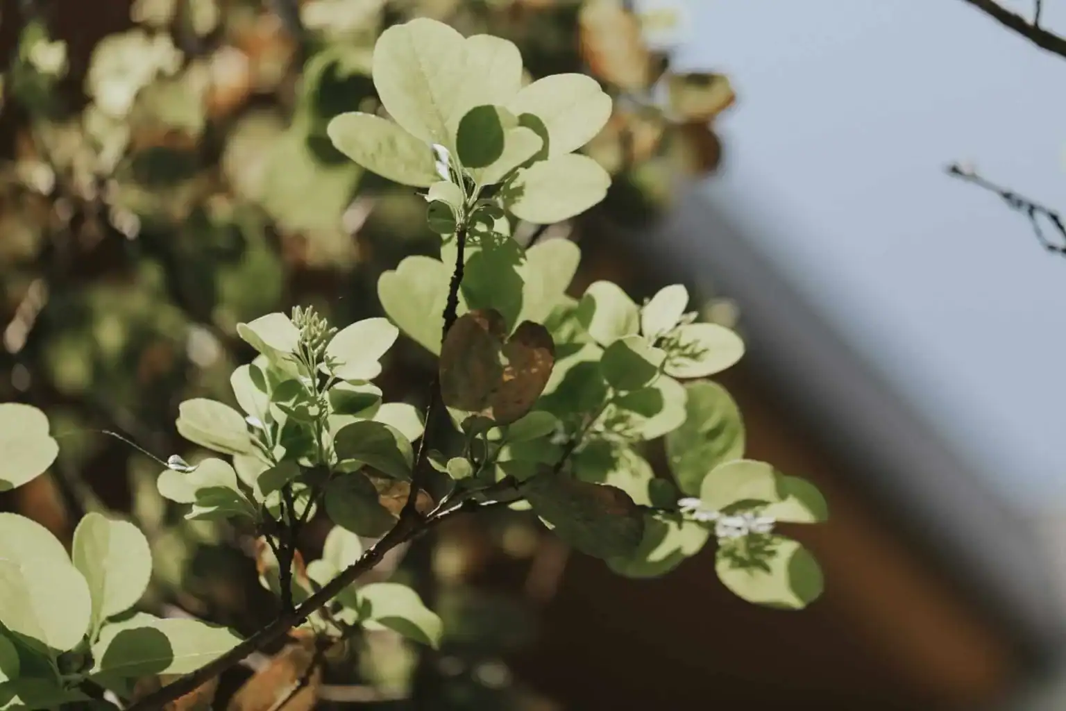 純淨療癒瑜珈 SPA 放鬆